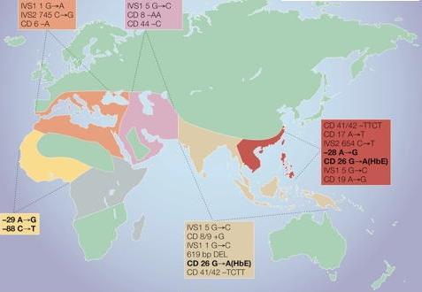 Global distribution av beta-thalassemi Stor variation gällande prevalens även inom enskilda