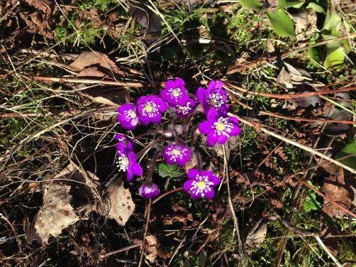 Almanacka våren 2018 Mars Tisdag 6 Styrelsemöte Torsdag 15 Medlemsmöte, Karlskoga Felare underhåller April Tisdag 3 Styrelsemöte Torsdag 19 Månadsmöte Maj Tisdag 8 Styrelsemöte Torsdag 17 Månadsmöte