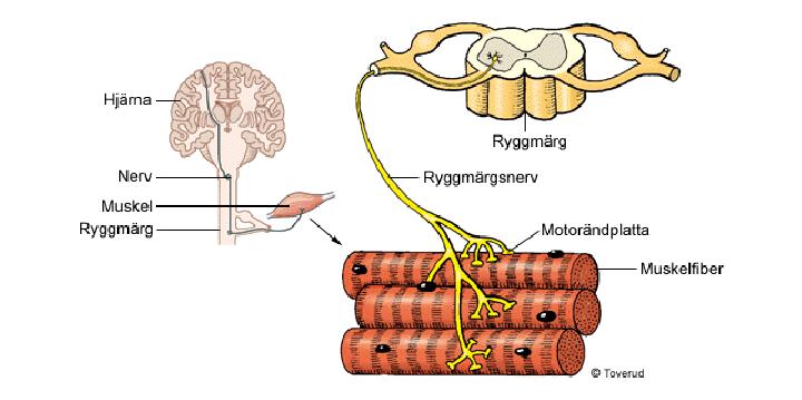 Några tänkbara bidragande orsaker Yrsel hos Äldre - Läkemedel Anemi och andra bristsjukdomar inkl hypothyreos Hjärtsjukdom ( obs arytmier/retledningssjukdomar med svimning)/ blodtryck Diabetes