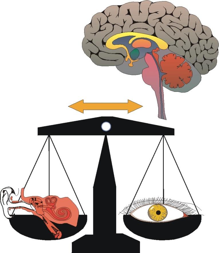 Minskad muskelmassa Höjd muskulär spänning Dizziness and depression >75 Use