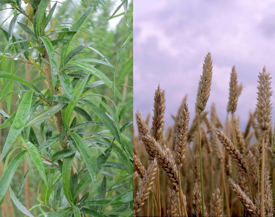 INSTITUTIONEN FÖR BIOLOGI OCH MILJÖVETENSKAP KADMIUM I SVENSK ÅKERMARK OCH MÖJLIGHETER TILL FYTORENING Moa