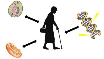 Biologisk ålder Våra