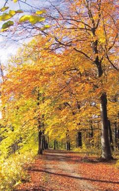 Den 3,5 km långa kanalsträckan genom tätorten kantas av en grön bård av högväxta lövträd. I en inventering har mer än 800 grova lövträd eller hålträd beskrivits.