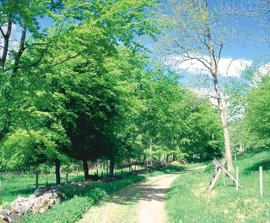 Klimatet blev gradvis varmare och lind, alm, ek och ask frodades i lummiga lövurskogar. I skogen strövade stora växtätare som vildsvin och uroxe.