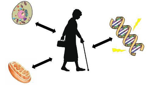 Biologisk ålder Våra