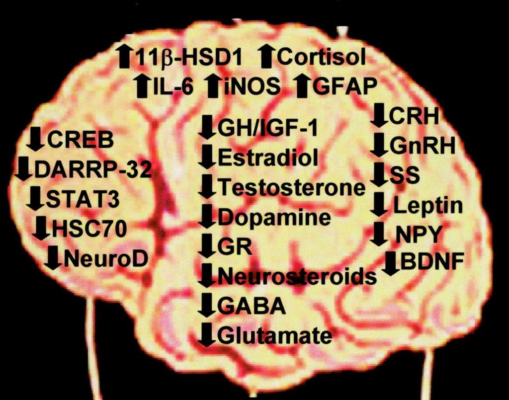 Översikt av åldersrelaterade förändringar som kunnat mätas i CNS Smith, R. G. et al.