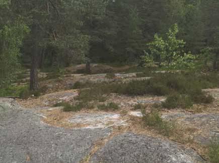 De orra dele av skoge aväds i hög utsträckig av skolor och förskolor. Spår av lek och slitage är mycket tydliga.