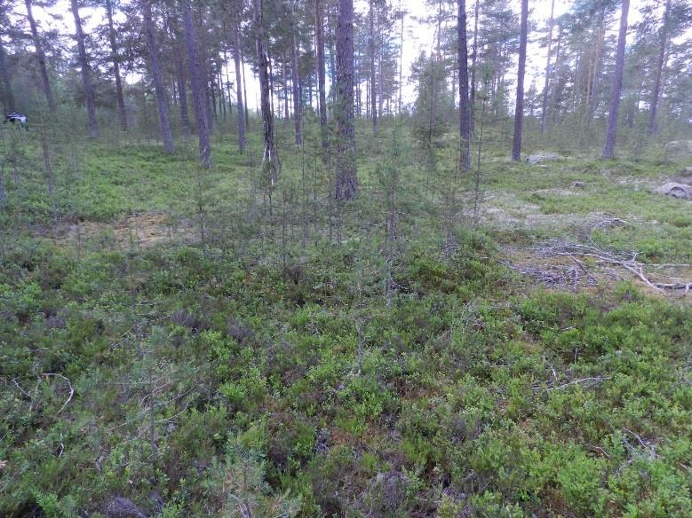 Metod Ett korsande schakt grävdes med spade genom kolbottnen ner till steril jord för att kunna avgränsa anläggningen, sedan öppnades den NÖ kvadranten för att plangrävas.