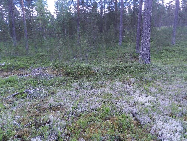 Inmätning skedde med manuellt avvägningsinstrument utifrån fiktiv höjd (10,00 m) på en sten intill undersökningsområdet (se bild 9) och med lokalt koordinatsystem.