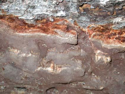Sidan 13 Ullticka Phellinus ferrugineofuscus Indikatorart Mörkbrun (purpurbrun - chokladbrun) helt resupinat, hårt fastvuxen ticka med mycket små porer, 5-8 per mm.