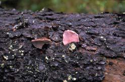 Sidan 15 Rosenticka Fomitopsis rosea Hotkategori NT Rosentickan är känd från ett flertal lokaler men får ses som mindre vanlig i de kustnära kommunerna.