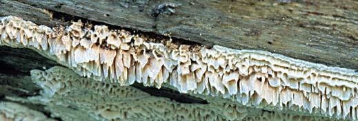 Storporig brandticka Pycnoporellus alboluteus Hotkategori CR Resupinat, ettårig ticka som oftast är långsträckt och 1-3 cm tjock.