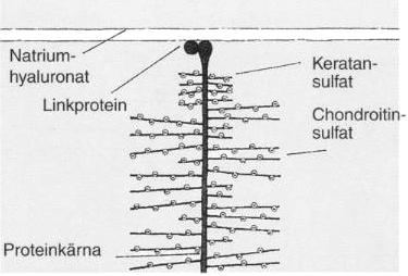 främst mononukleära, men även polymorfonukleära. Synovia från en frisk led ska innehålla mindre än 500 nukleära celler/µl.