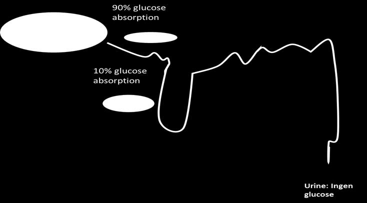 Figur 3. Verkningsmekanismen av SGLT2-hämmaren. Den glukos som filtreras av njuren reabsorberas av SGLT2 och den återstående glukos reabsorberas genom SLGT1 (21) 1.4.2.1 Dapagliflozin (Forxiga) Dapagliflozin är den aktiva substansen i Forxiga som godkändes i Sverige sommaren 2013.
