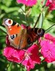 Blomsterbuffé för bin Liksom fjärilar är bin svaga för väldoftande kryddväxter med mycket nektar. Gräslökens blommor är dessutom väldigt dekorativa!