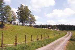 4752 Högsjömossen HÖGSJÖMOSSEN DANABÄCK Här börjar den spångade vandringleden Östdanmark (17 km), som lämpligast utgår från en liten parkering.