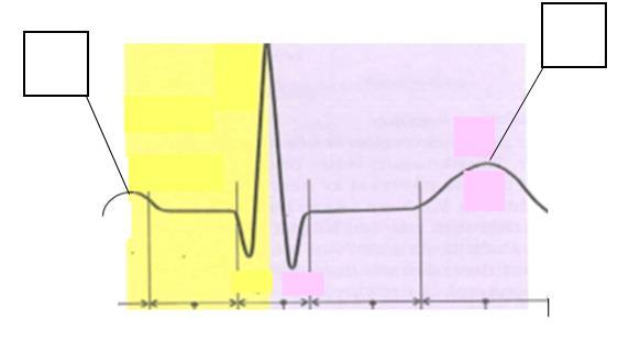 4. Cirkulationssystemet Kodnr. OM112A DELKURS 1: Tentamen 2017-03-01 3. Vad heter de markerade delarna av EKG-komplexet? Skriv in rätt siffra i motsvarande ruta (två siffror). 1p 1. Q-vågen. 2. M-vågen.