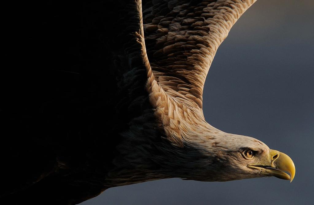 18 19 Havsörnens rike Flatanger är det bästa stället i Europa för att fotografera havsörnar.