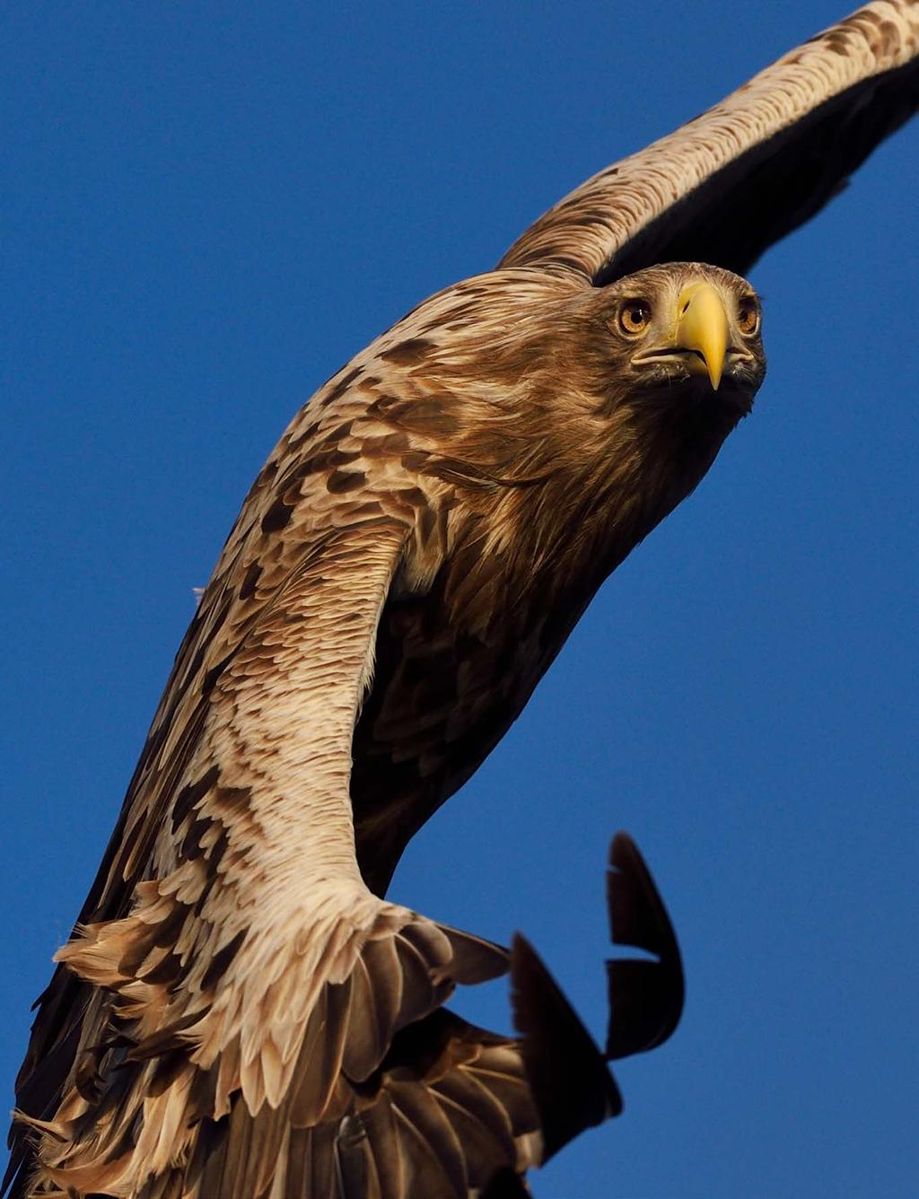 20 21 Ole Martin Dahle, den välkände Eagle Man, har sedan över tjugo år tillbaka byggt upp ett förtroende hos de lokala örnarna här, så att de nu vågar komma ner helt nära hans båt och gömslen.