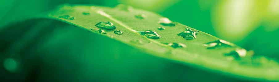 PEFC/26-31-55 Promoting sunstainable forest management. www.pcfc.