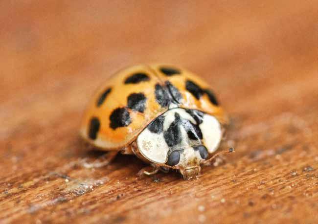 den biologiska mångfalden är invasiva främmande arter, det vill säga när människor (avsiktligt eller oavsiktligt) för med sig nya arter till andra delar av världen än där de finns naturligt.
