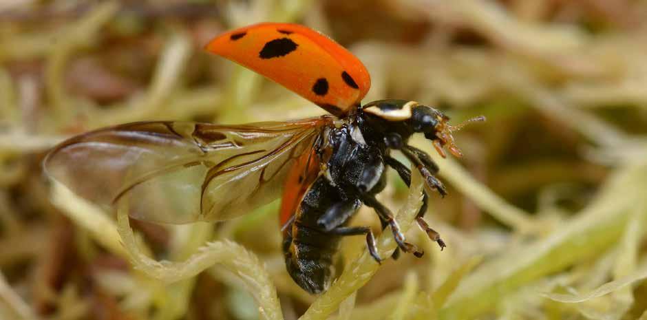 Exempel sjuprickig nyckelpiga: Rike: Djur Stam: Leddjur Klass: Insekter Ordning: Skalbaggar Familj: Nyckelpigor Art: Sjuprickig nyckelpiga Bild 3.