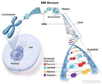 DNA i Nature 1953 Nobelpris i medicin 1962 Fortsatte