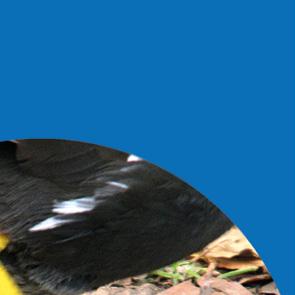 Blå