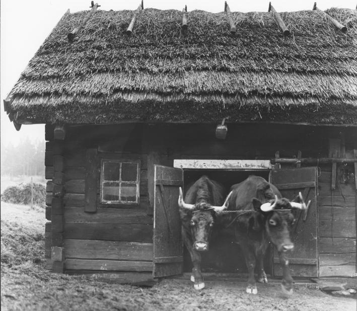 9 Vy av västra gaveln där lutningen mot söder