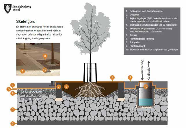 Skelettjord Ett stabilt sätt att bygga för att skapa goda växtbetingelser för gatuträd med hjälp av dagvatten och samtidigt minska risken för rotinträngning i avloppssystem. 1.