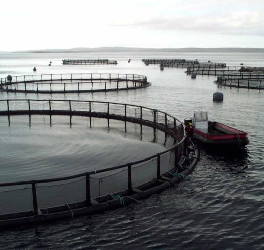 Musselodlingen i Östersjön är idag näst intill obefintlig men skulle ha potential att kunna öka, under förutsättning att det skapas en avsättning för de musslor som odlas och att odlingstekniker som