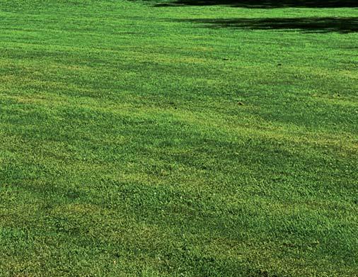 G1 - Prydnadsgräsmatta Prydnadsgräsmattan karakteriserar, som benämningen antyder, en gräsmatta med högt prydnadsvärde och hög skötselintensitet.