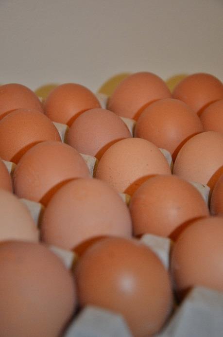 Äggproduktion Dagens kärnverksamhet på fastigheten är äggproduktionen med 18 000 värpande ekologiska hönor.