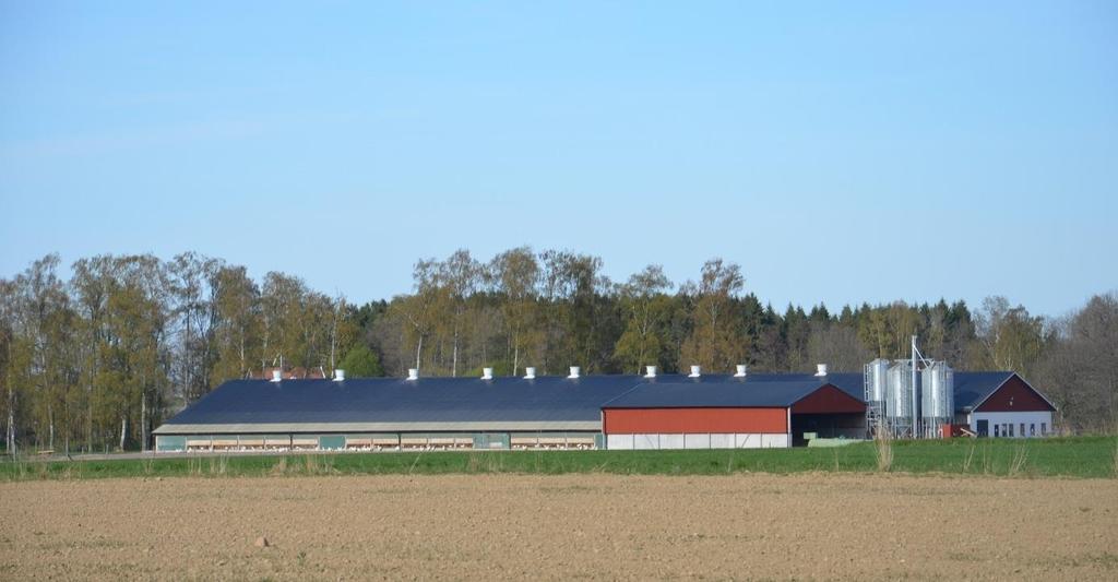 Framtida möjligheter Det finns tankar om att utvidga den ekologiska äggverksamheten genom att bygga ytterligare ett stall med plats för ca 18 000 höns.