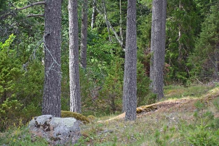 Oskarshamn Höckhult 1:50 Rättsförhållanden Fastigheten Höckhult 1:50 är belägen i Kalmar län, Oskarshamns kommun, Döderhults församling i Kristdala socken.