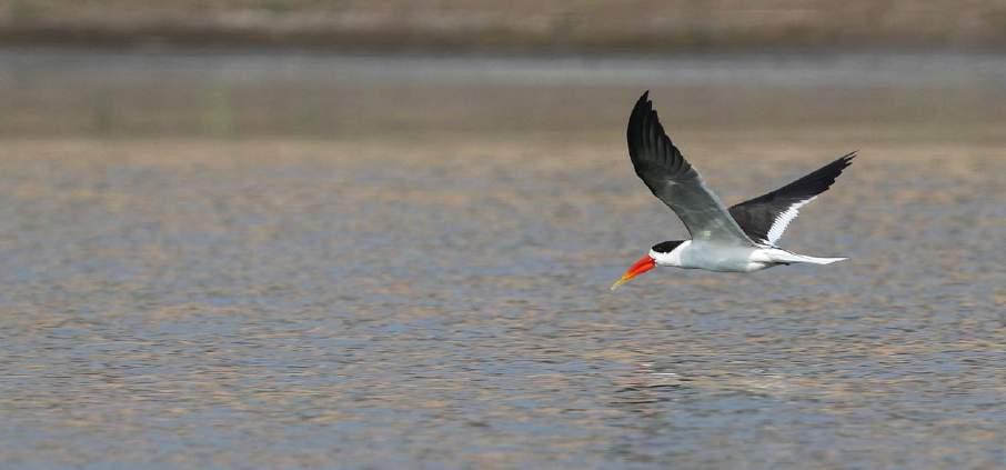 Indian Skimmer. Chambal River. Foto: Lars-Åke Karlsson Artlista fåglar 1 Lesser Whistling Duck Dendrocygna javanica (Orientvisseland) 500 Keoladeo Ghana NP 18.2, 50 Bund Baretha 19.