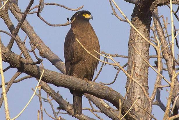 52 Black-winged Kite Elanus caeruleus vociferus (Svartvingad glada) 2 Ranthambhore NP 16.2, 5 längs vägen 17.2, 1 Keoladeo Ghana NP 18.2, 1 Bharatpur 20.2, 2 längs vägen 20.2, 1 Chambal River 20.