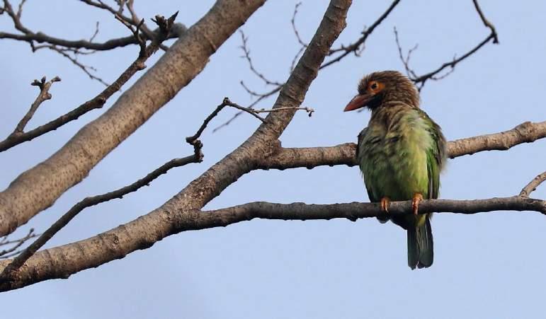 157 Indian Grey Hornbill Ocyceros birostris (Indisk näshornsfågel) 8 Keoladeo Ghana NP 18.2, 4 Bund Baretha 19.2, 2 Chambal River 20.2, 1 Agra 21.2, 9 Kosi River 23.2, 7 Kosi River 25.