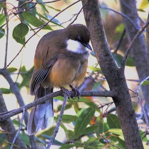 280 Plain Prinia Prinia inornata terricolor (Orientprinia) 1 längs vägen 17.2, 2 Keoladeo Ghana NP 18.2, 3 Bund Baretha 19.2, 3 Bharatpur 20.2, 1 hörd Jim Corbett NP 25.2, 2 hörda Pangot 28.