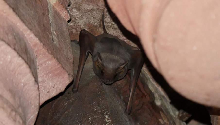 Naked-Rumped Tomb Bat. Ny däggdjursart för AviFauna. Red Fort, Agra. Foto: Stefan Andersson Däggdjur 1 Asian Elephant Elephas maximus indicus (Asiatisk elefant) 6 Jim Corbett NP 24.