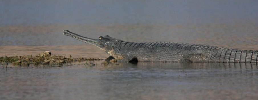 Indian Gharial. Chambal River. Foto: Göran Pettersson Krokodiler 1 Mugger Crocodile Crocodylus palustris (Sumpkrokodil) 4 Ranthambhore NP 15.2, 6 Ranthambhore NP 16.2, 6 Chambal River 21.
