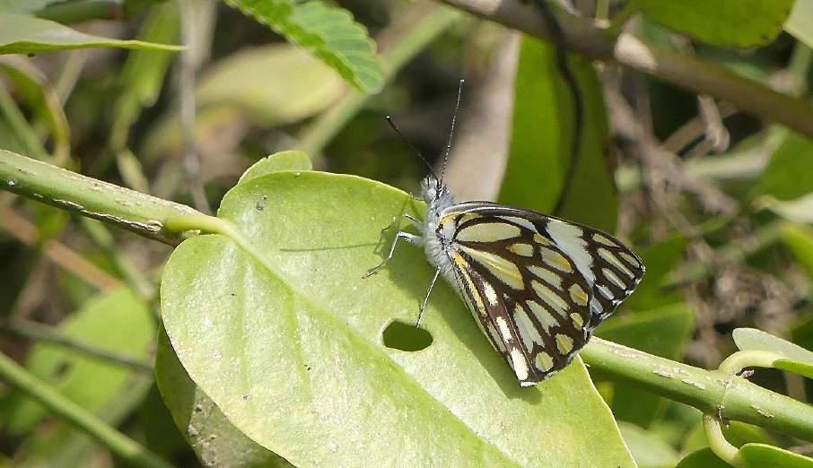 Belenois aurota.