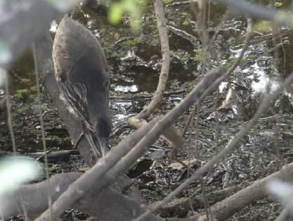 Det var väl ett par. Vi åkte bort mot den uppdämda sjön och hade även här bra ljus på fåglarna. White-browed Wagtails sågs med flera individer och citronärlor likaså.