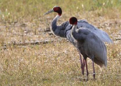 Dessvärre var sjön uttorkad så vi drog istället vidare mot Bharatpur. Hög vägstandard och måttligt med trafik gjorde att vi betade av kilometer efter kilometer med bra medelhastighet.