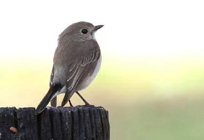 Foto: Lars-Åke Karlsson Vi fortsatte ut på de stora gräsmarkerna och här öppnades en ny fågelfauna för gruppen.