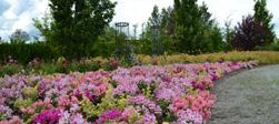 Kumla sjöpark Denna moderna del av parken ligger i dalgången mellan staden på åsen och jordbrukslandskapet.