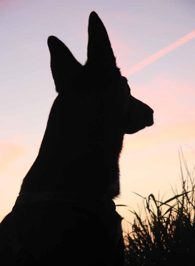 ..181 Rädsla för människor... 202 Hantering och vardagliga situationer...224 Rädsla för saker som står stilla...236 Rädsla för saker som rör sig... 240 Ljudrädsla.