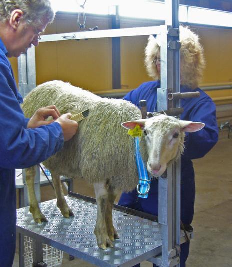 Ett finullsfår får sin ull bedömd. Vilka lamm ska vi spara? När lammen är 120 dagar gamla har de vuxit rejält och då vill fårbonden titta lite närmare på dem.