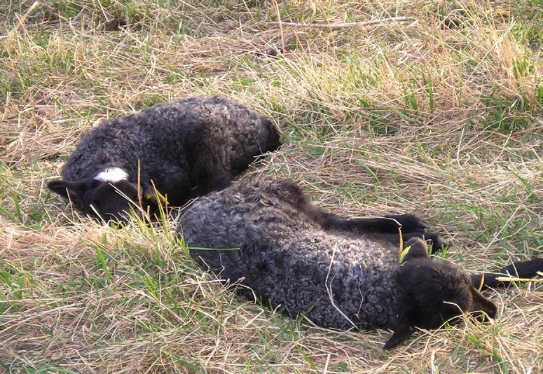 FÅRENS BETYDELSE OCH NYTTA Landskapsvård Fåren är duktiga betesdjur. På allt fler marker i Sverige låter man idag fåren beta för att landskapet inte ska växa igen.