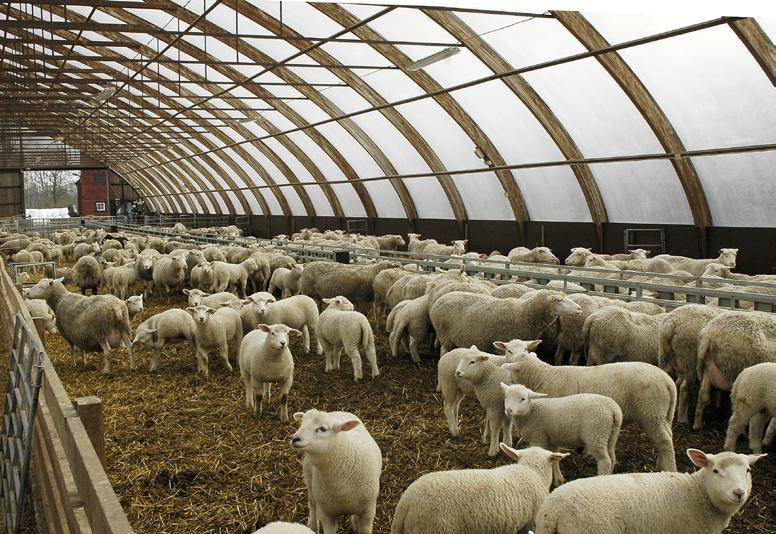 Några fårbönder föder upp sina lamm på stall.